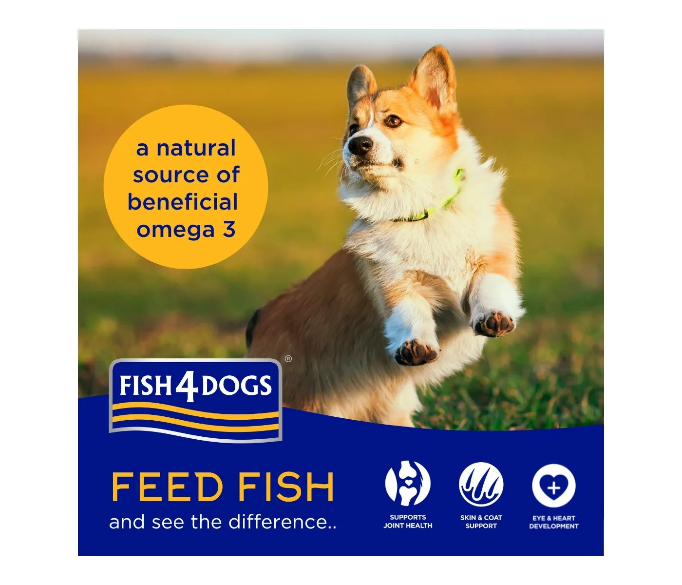 Fish4Dogs - Finest Adult White Fish & Potato (Large Kibble) - 1.5kg